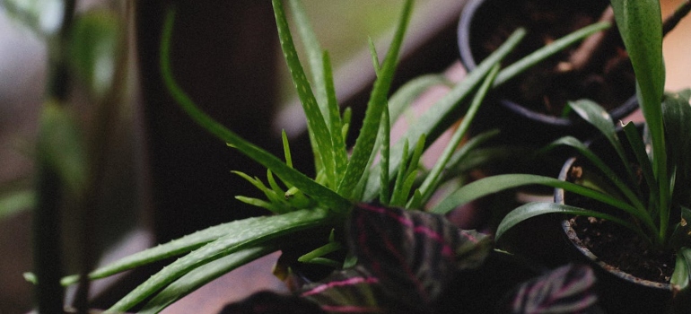 aloe vera u saksiji